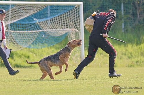 Airedale Terrier Zino von Haus Schirmer